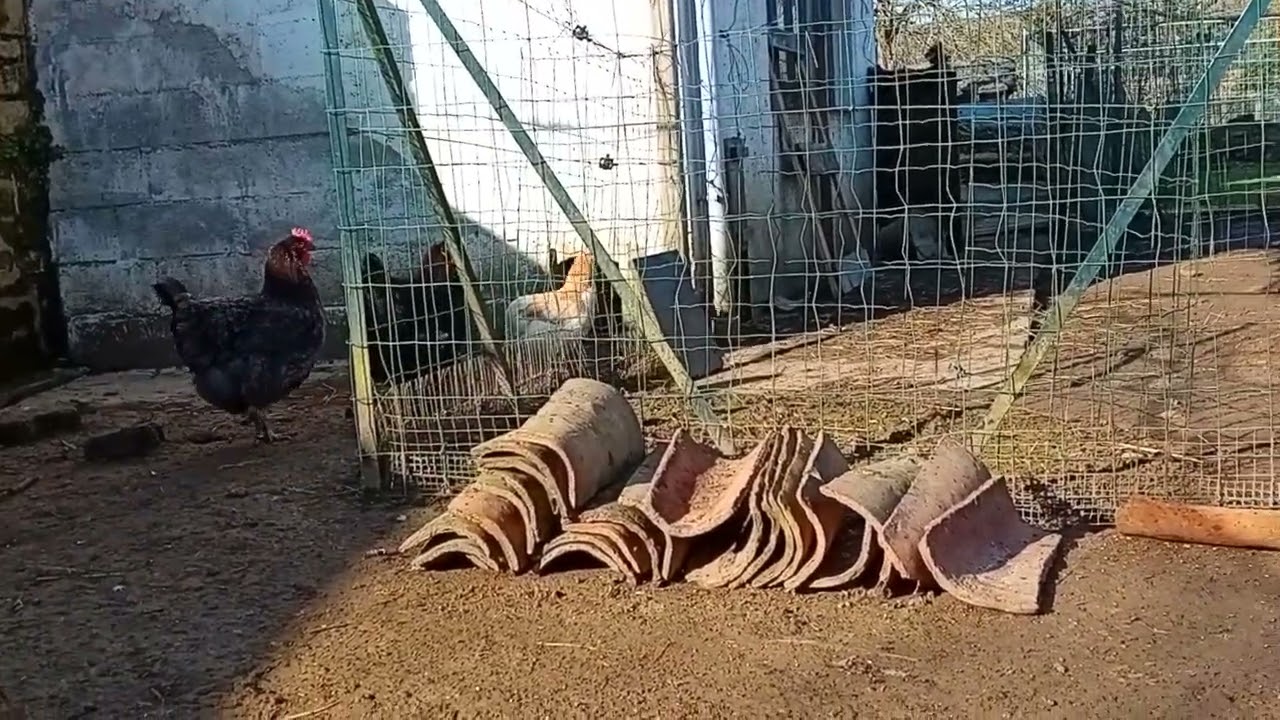 Nouvelle de l'élevage (partie 1)