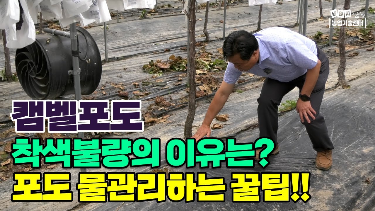 캠벨포도 재배 수확 후 관리 착색불량과 되는 이유 및 과원 물관리하는 꿀팁 (박서준 연구관)