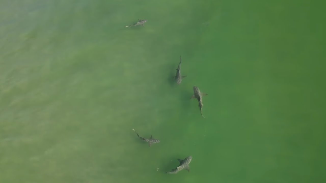 New Smyrna Beach Surfers Surrounded by Sharks!!!