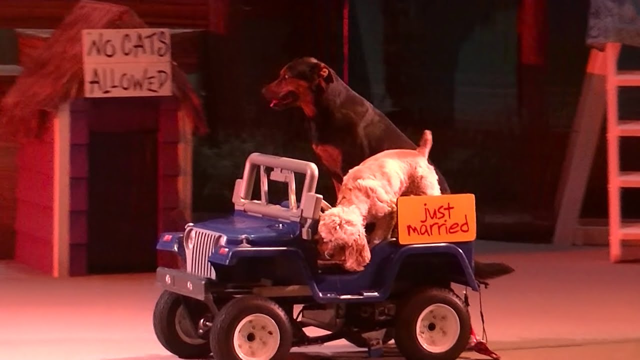 Pets Ahoy (Full Show/Full HD) - January 16, 2015 - SeaWorld Orlando