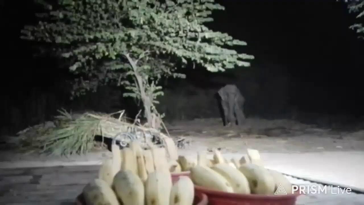 รอบ 3 ค่ะ #พึ่งได้ทาน4ตะกร้าค่ะ 🙏❤🙏🐘