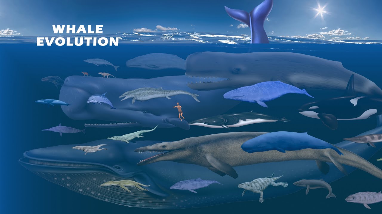 Whale Evolution | Whale Size Comparison: Living and Extinct | Prehistoric Whales
