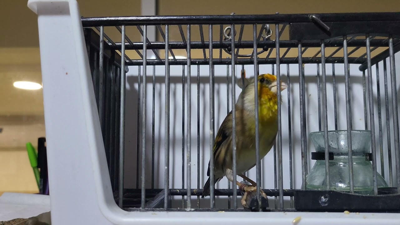 mixto jilguero  6 mes..2023