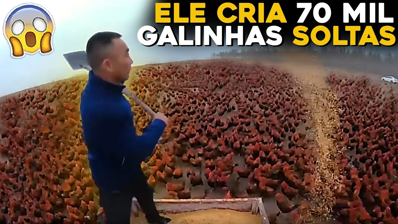 ELE CRIA 70 MIL GALINHAS SOLTAS EM SUA FAZENDA!