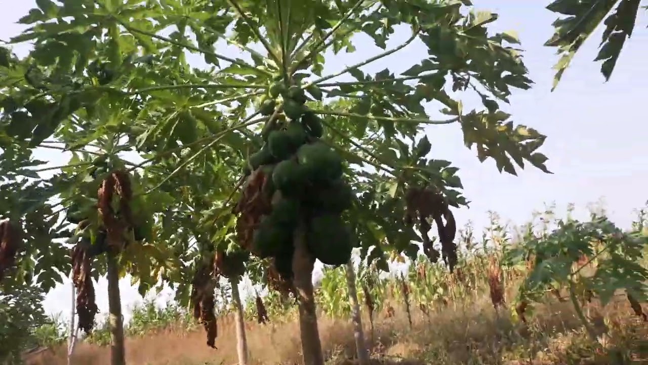 Harvesting Papaya plus Tips on How to Manage Papaya Plants..
