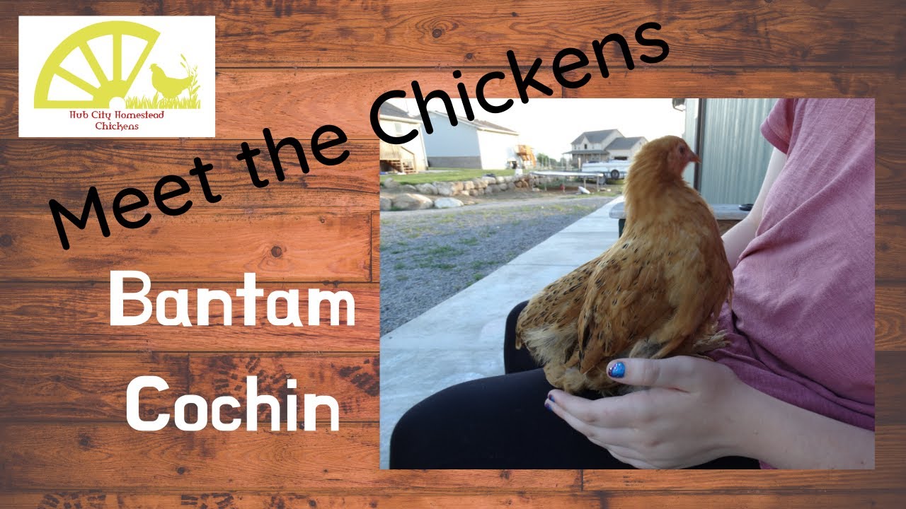 Meet The Chickens, Ep  1, Bantam Cochins