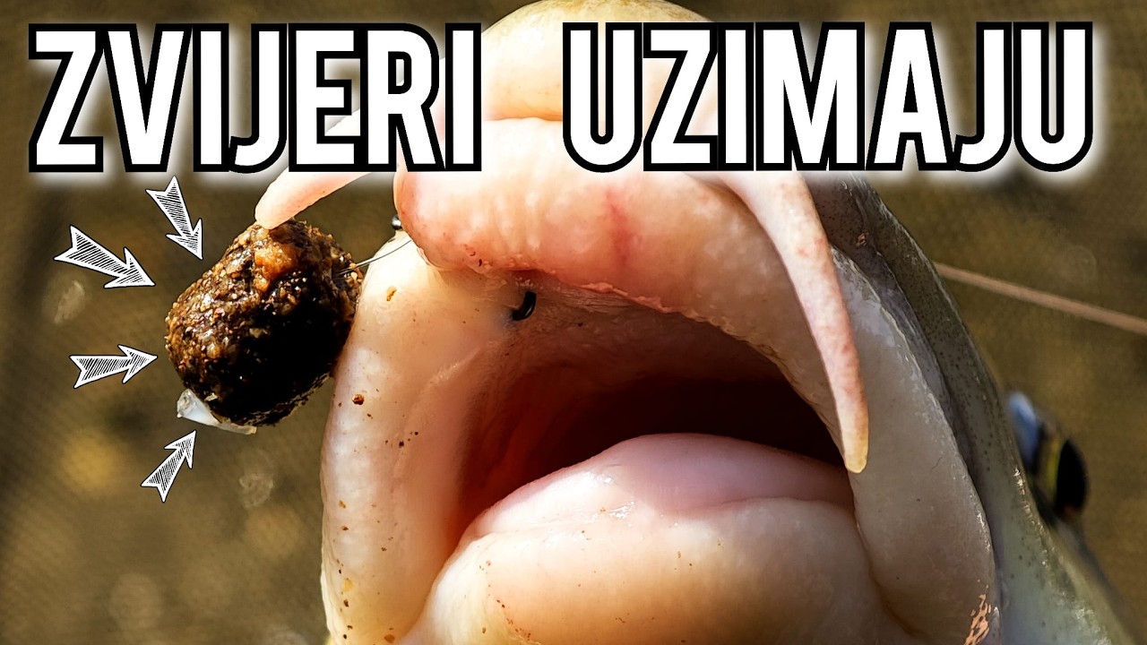 SAVSKE ZVIJERI - uzimaju SVE pred sobom!!!