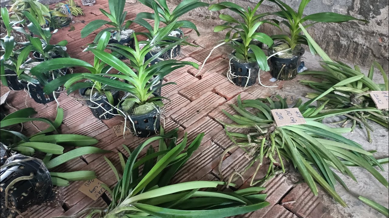 lan rừng bé hai 10/3/26.Lh0942807510.em mời cả nhà mình vào xem 