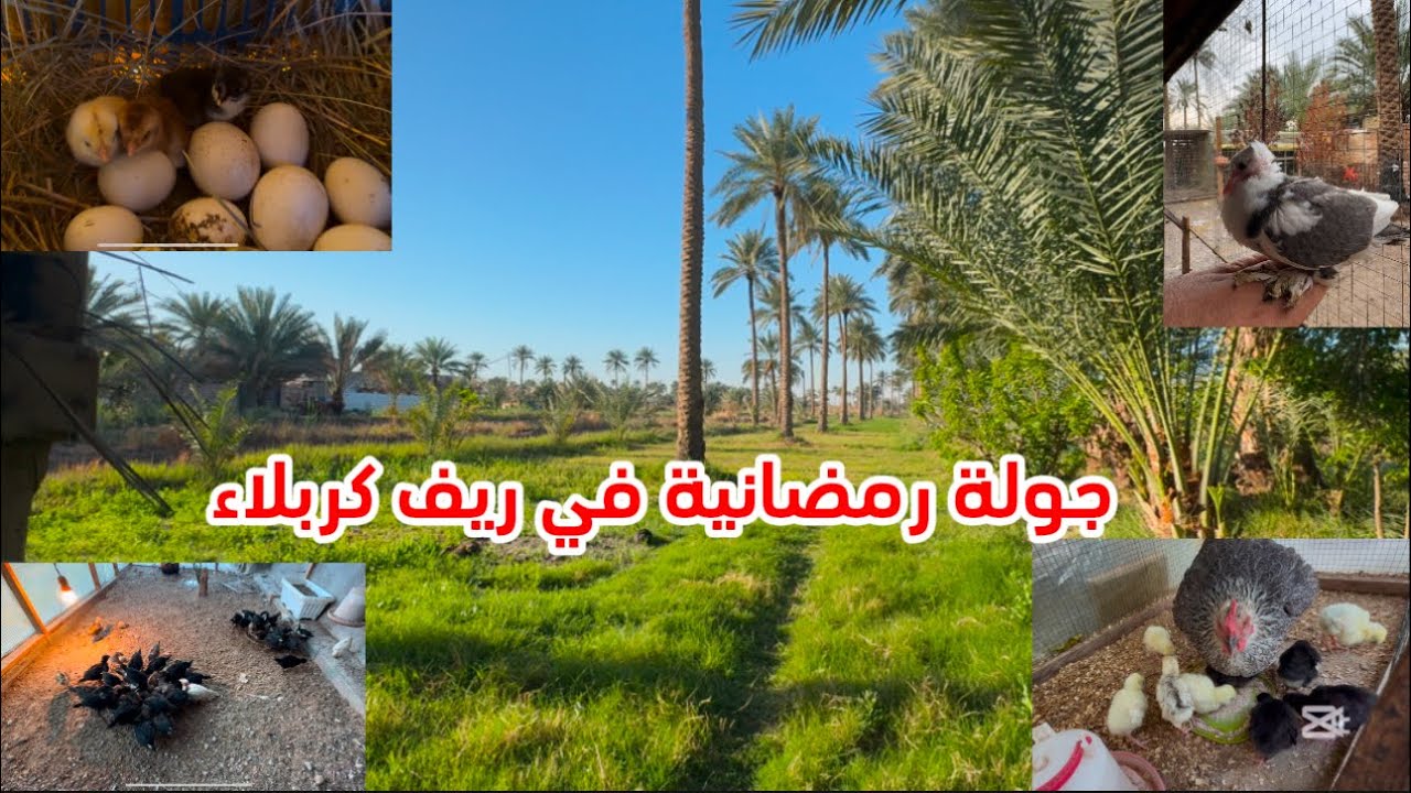 جولة رمضانية في ريف كربلاء المقدسة قضاء الهندية ناحية الخيرات قرية الفيادة بمحمية الطيور والحيوانات