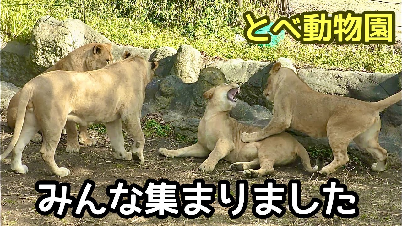 じゃれあうライオンファミリー【とべ動物園】Lion family Tobe Zoo 