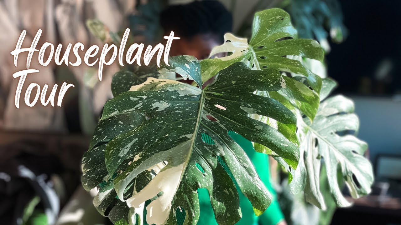 Houseplant Tour | Inside an NYC plant filled apartment