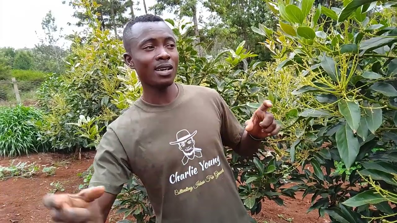 Avocado flowering and pollination process.