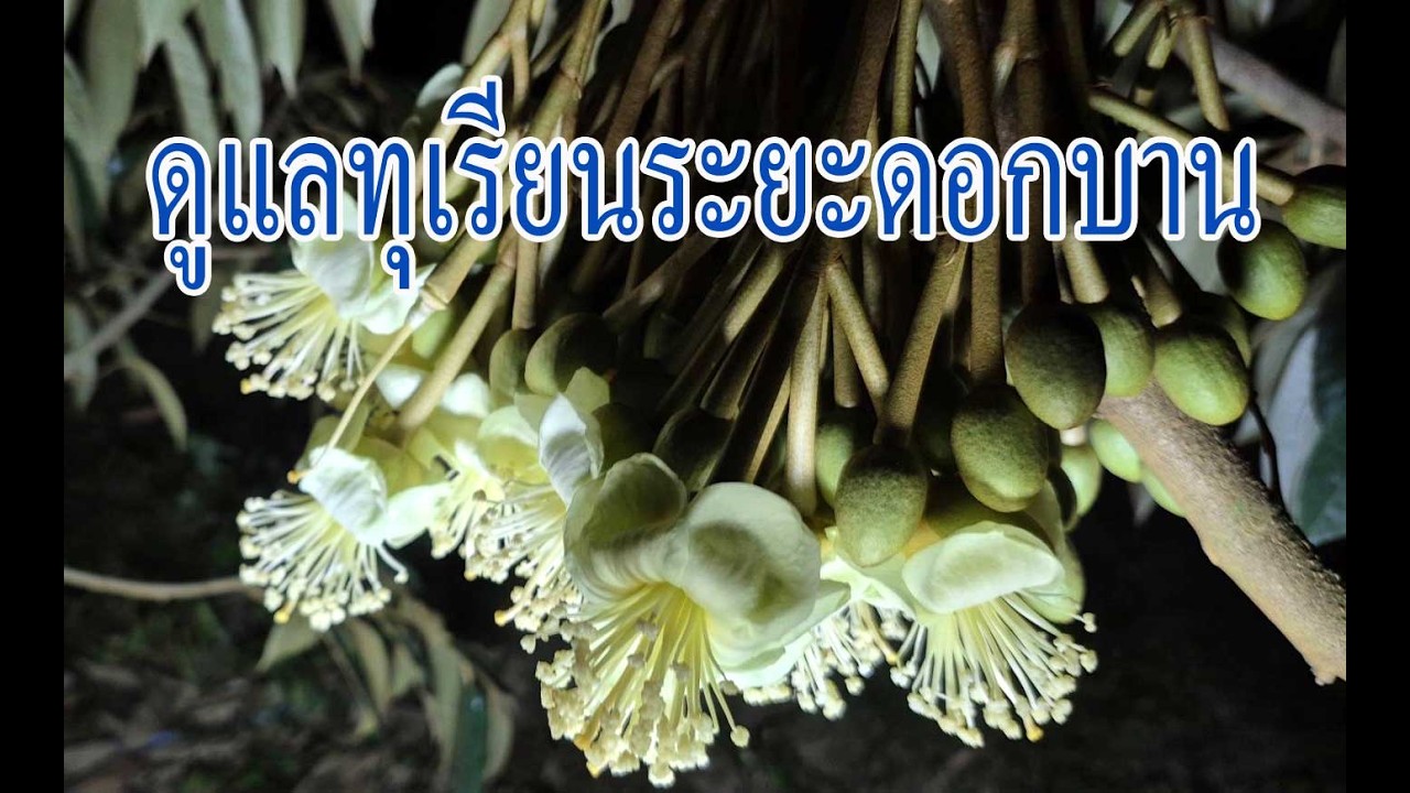ทุเรียนระยะดอกหอม ดูแลให้ติดผลไม่ร่วงง่ายๆ
