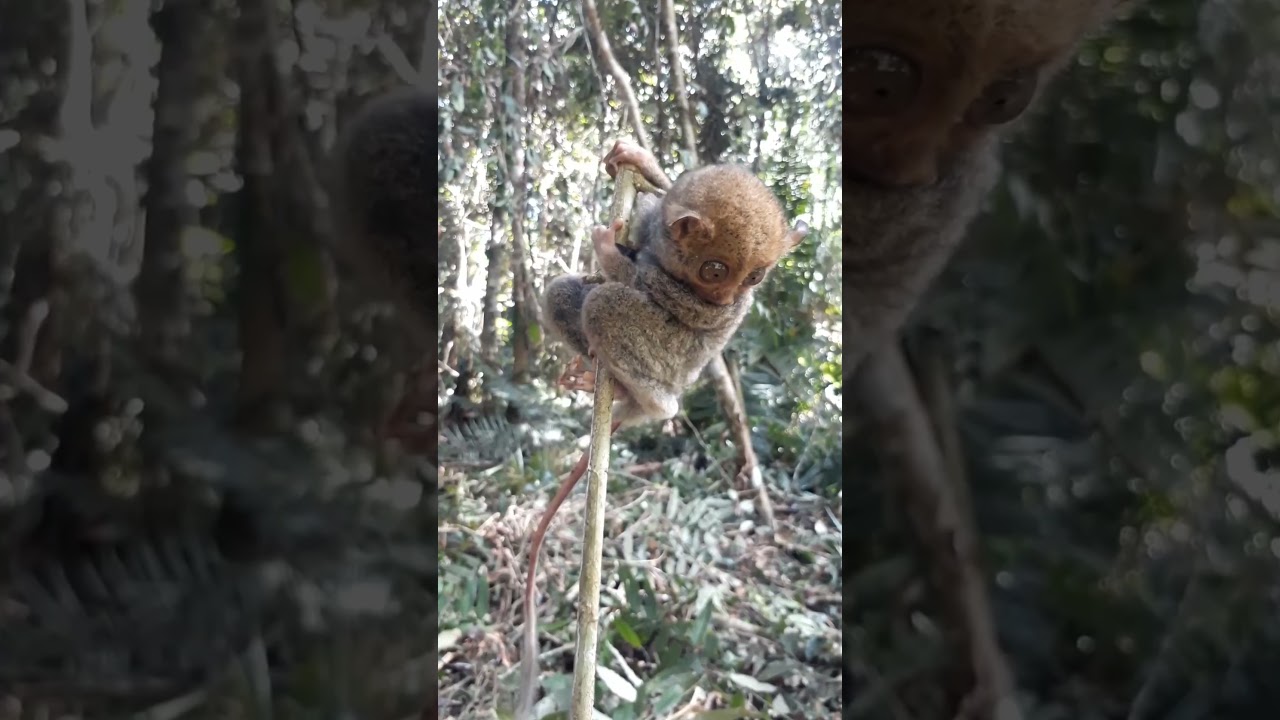 Tarsius primata in Borneo #shorts #animals