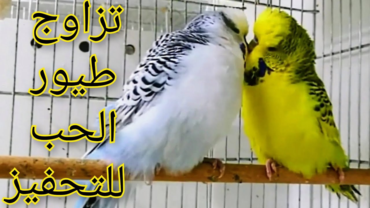 (تحفيز طيور الحب على التزاوج) (اصوات تزاوج طائر البادجي)  (صوت طيور البادجي) (تغريد طيور الحب)