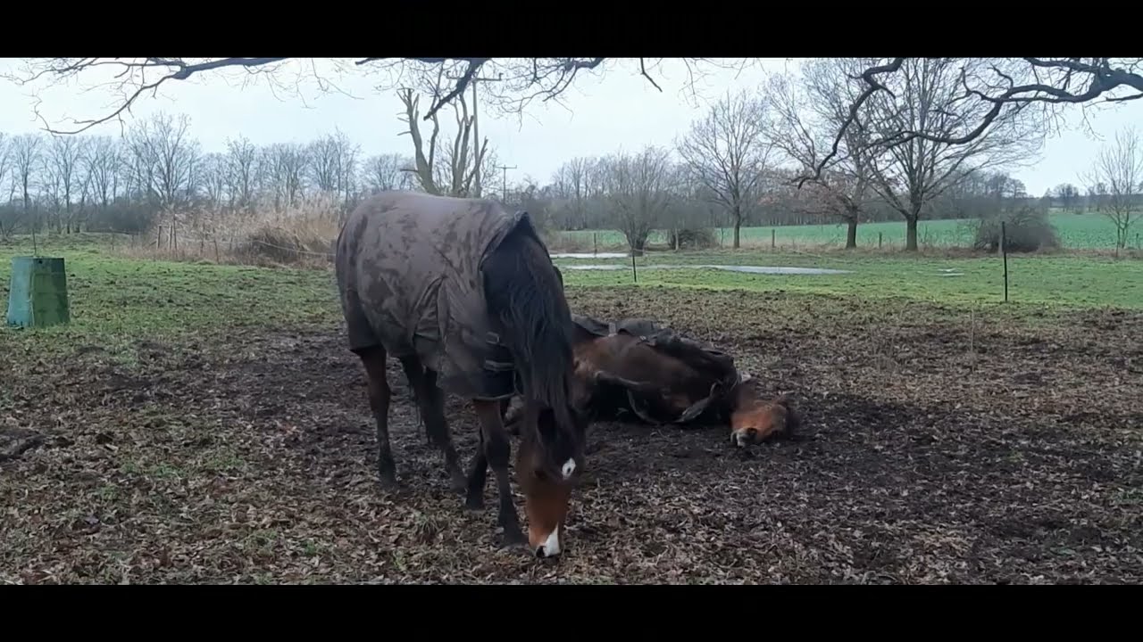 Жизнь в немецком хуторе. Пробуждение природы. Mein Landleben. Februar - die Natur erwacht!
