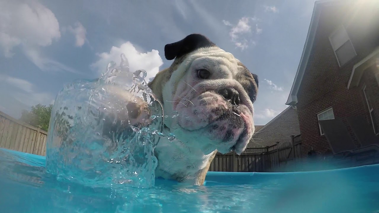 Reuben the Bulldog: Hello Summer