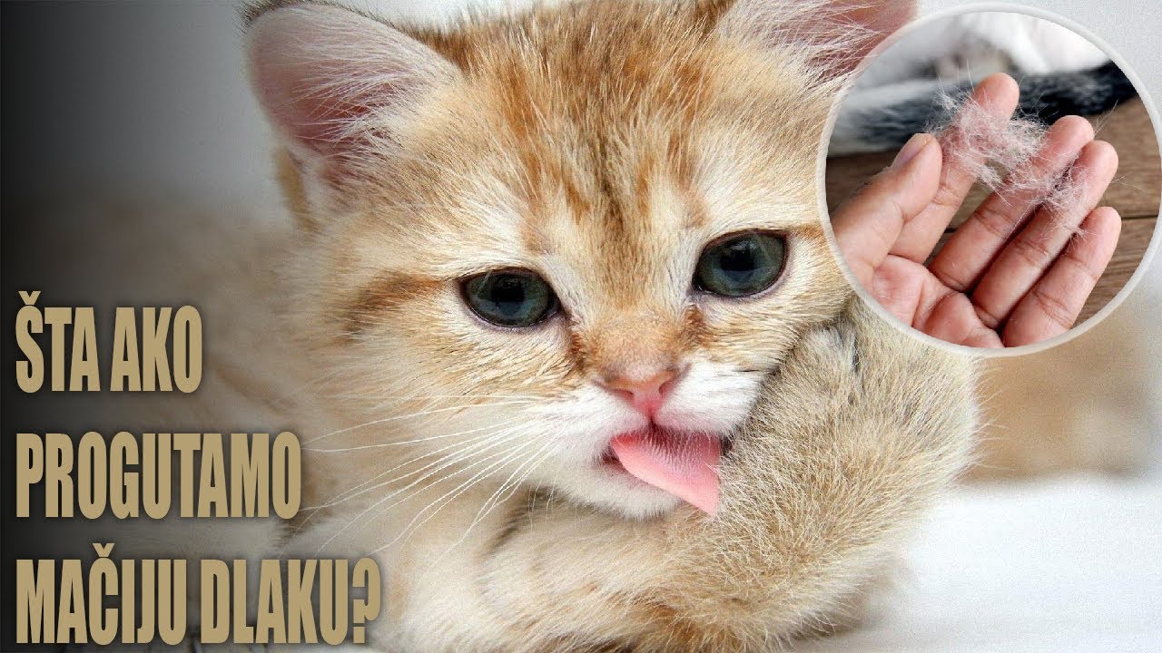 &Scaron;ta se de&scaron;ava nakon progutane mačije dlake?