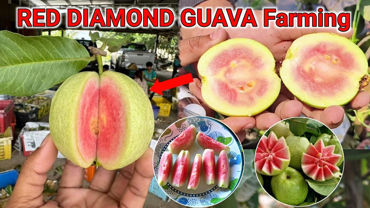 Red Diamond Guava Fruit cutting Red diamond guava Farming Full information || Plant call 8170982304