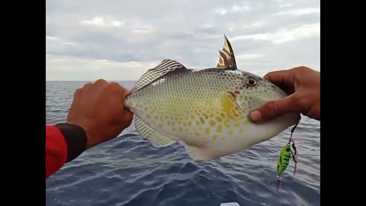Mancing jig di karang tinggi straike ikan pogo🤭🤭