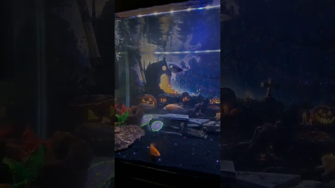 Happy Halloween!!! Fish Tank Celebration.  #fishtank #cichlids #happyhalloween #halloween
