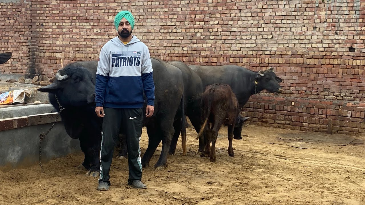 ਅੱਜ ਖੇਤ ਕੀਤੀ ਗੰਢਿਆ ਦੀ ਬਿਜਾਈ 