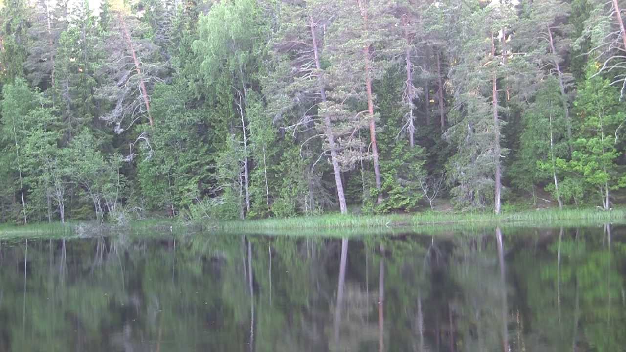 Tyresta. AT8022 + Tascam DR-100mkII. Stereo field recording.