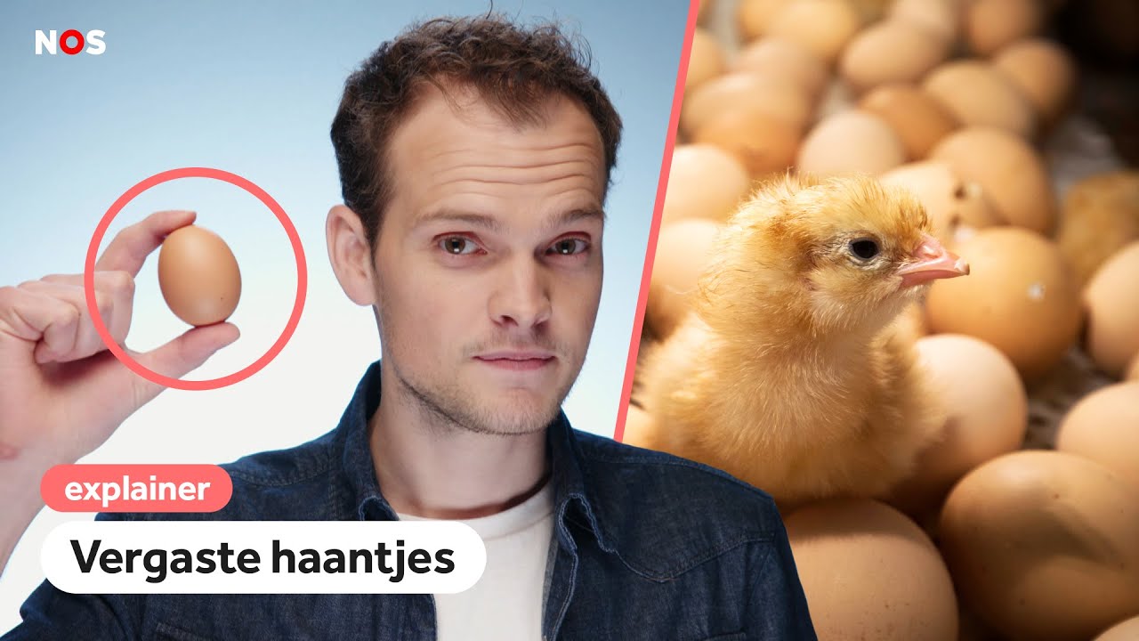 De harde wereld achter jouw ei