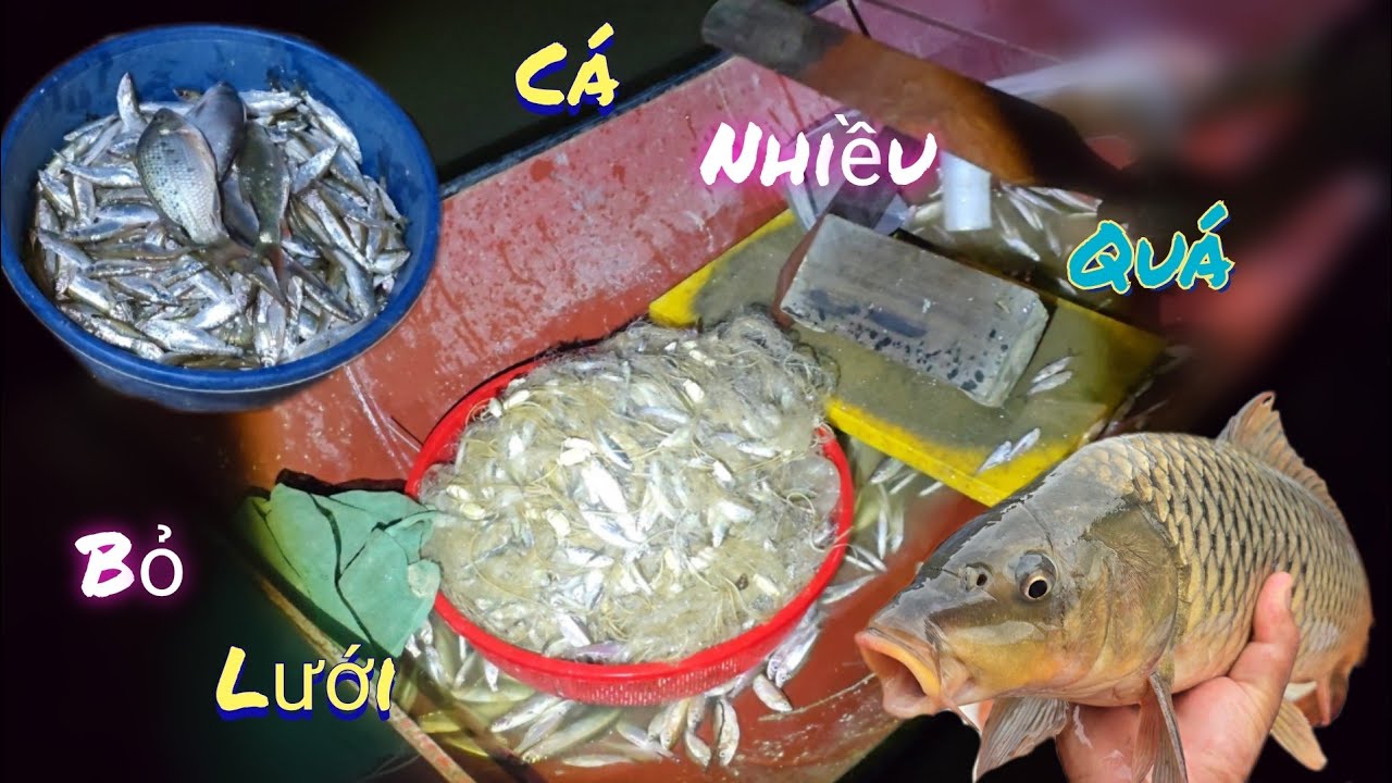 Bố Thả Lưới Đêm Không Ngờ Được Nhiều Như Vậy  /Nhân Bé Nhỏ 