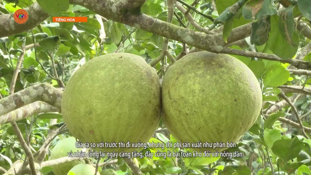 [TIẾNG HOA] GIỮ VƯỜN BƯỞI TRƯỚC BIẾN ĐỘNG THỊ TRƯỜNG | VTV5