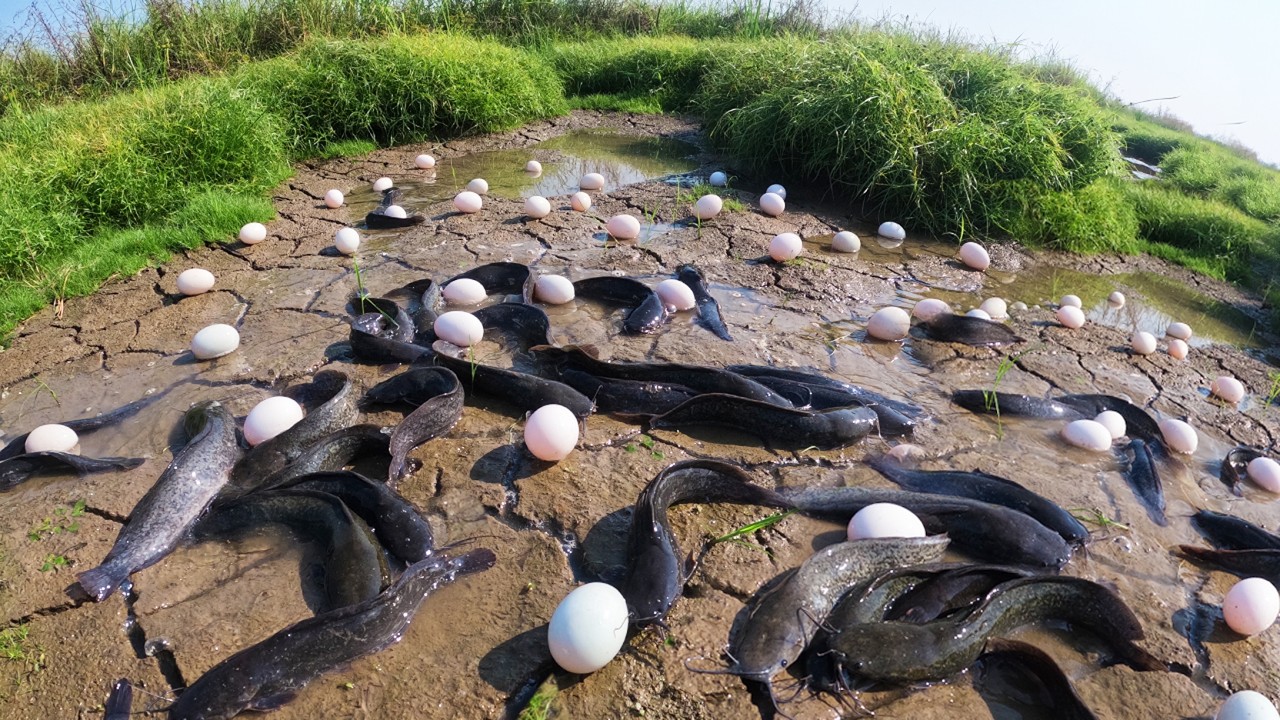 Wow this guy is really good at catching fish and eggs - man catch a lot of by skills hand
