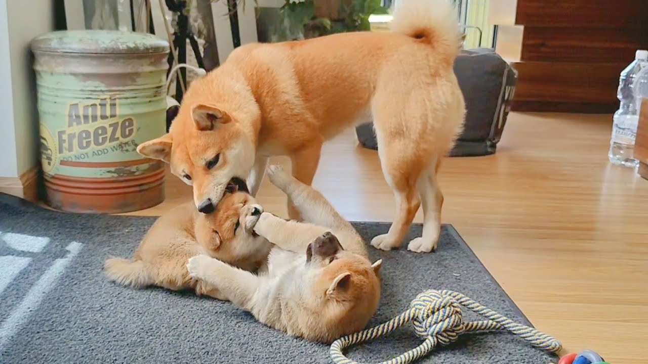 When Mom's Away, the Pups will Play