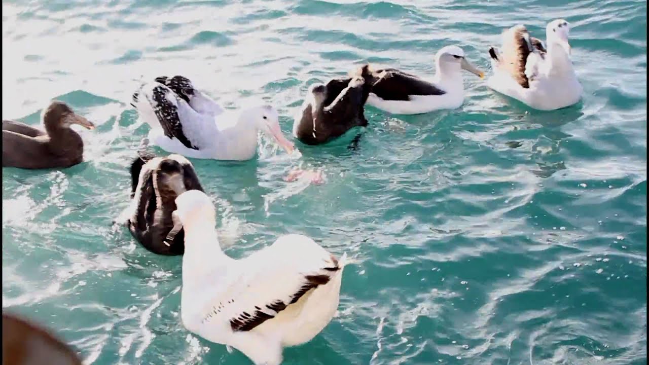 Wandering Albatross
