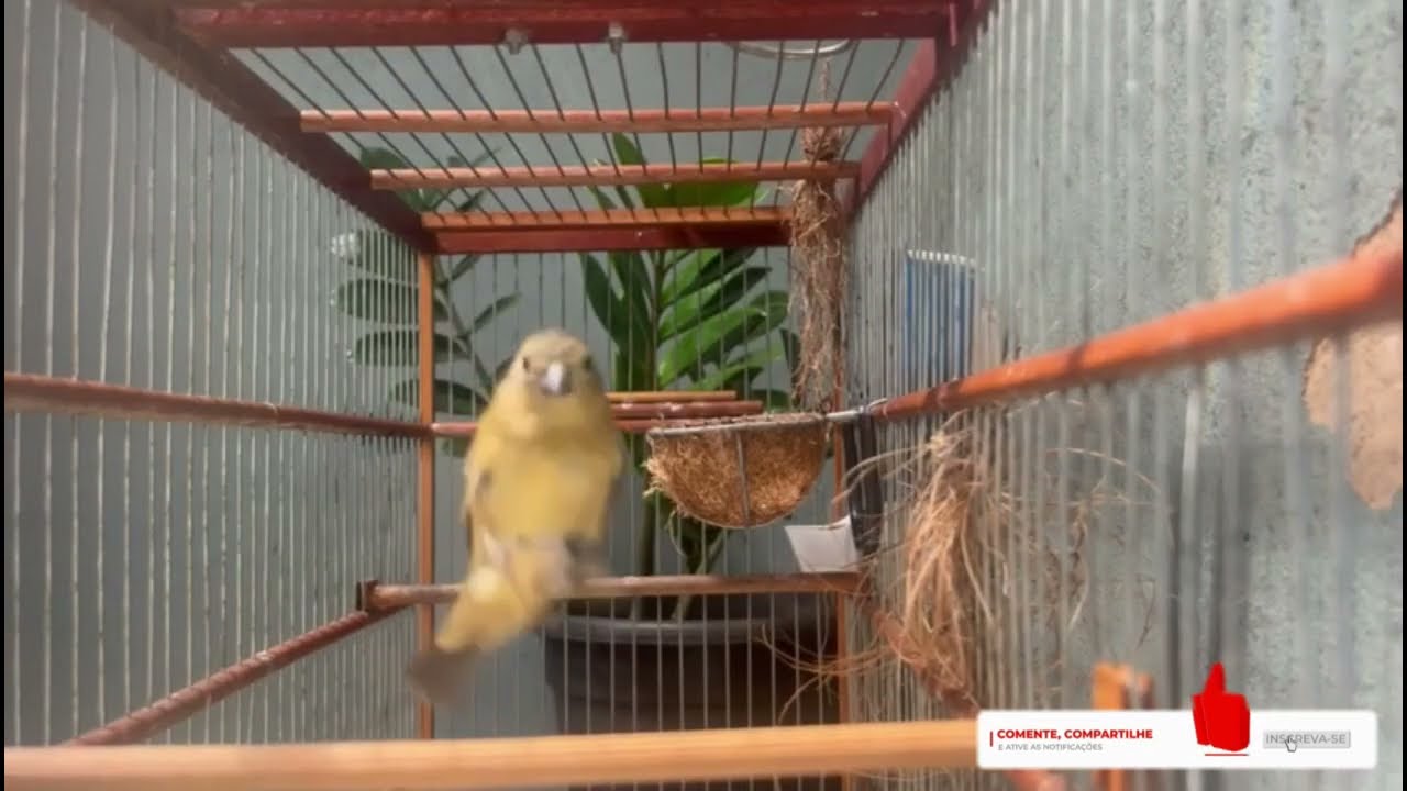 MELHOR CANTO DE COLEIRO TUI TUI PERFEITO PARA ENCARTE DE PAPA CAPIM ESQUENTAR COLEIRO TUI TUI