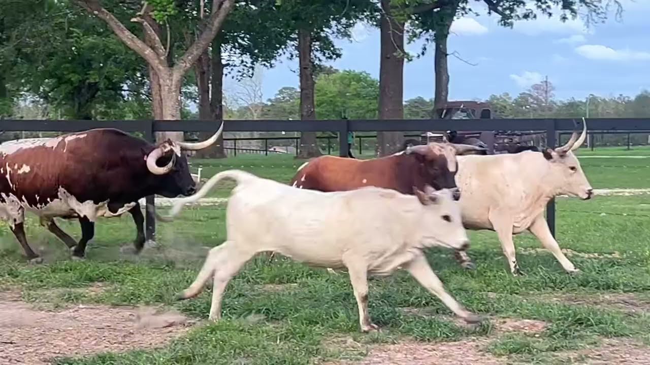 Bulls Gone Wild: это только для YT Eyes 👀