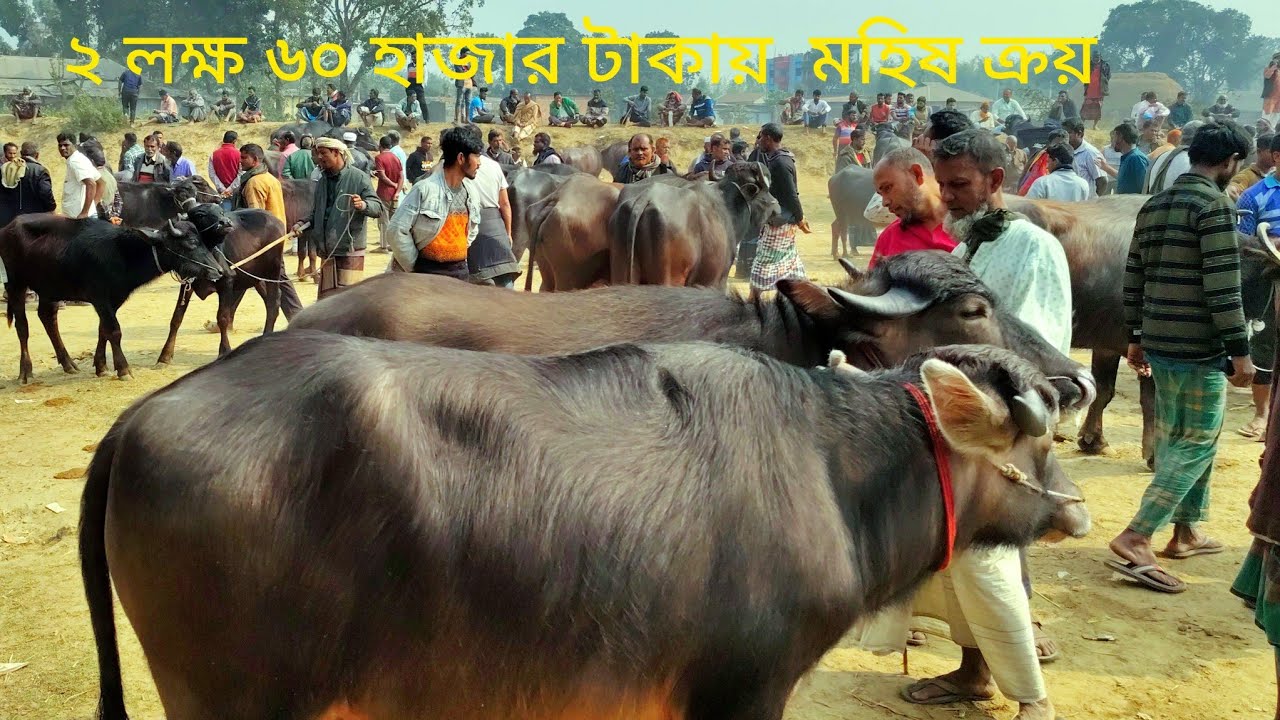 ২ লক্ষ ৬০ হাজারে ক্রয় করলেন মহিষ কাহারোল হাট দিনাজপুর থেকে || bangladesh market price today 