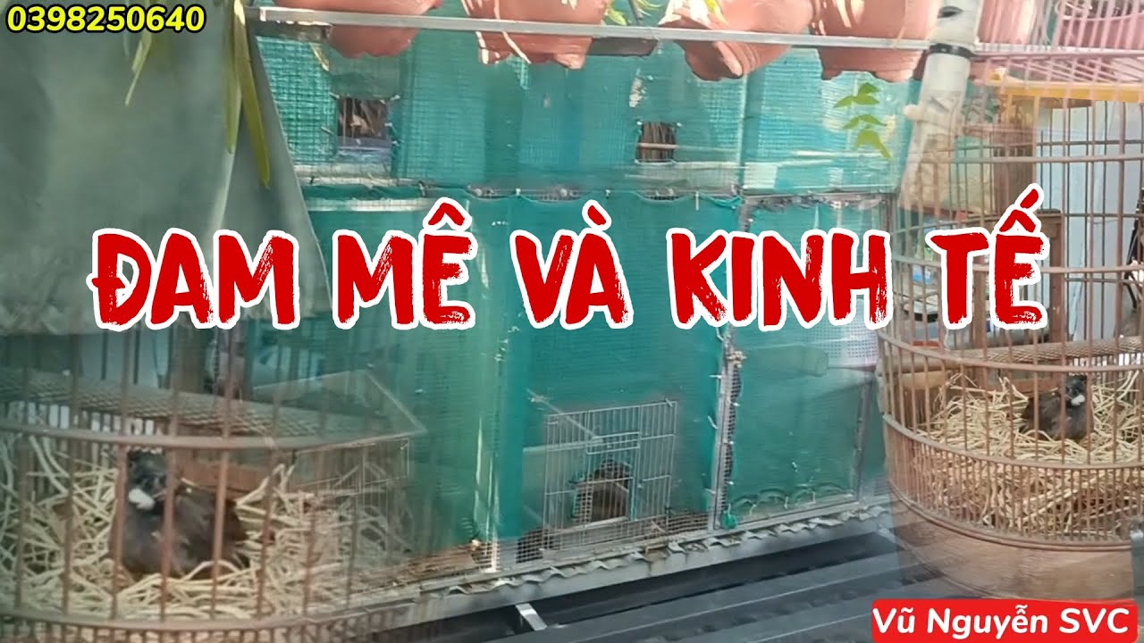 Mô hình khướu sinh sản trên mái nhà ĐỘC LẠ.