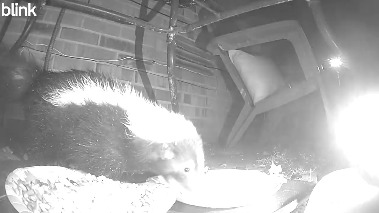 Wildlife Watch: We Had a Bumper Crop of Skunks Visiting Before the Upcoming Snowstorm!