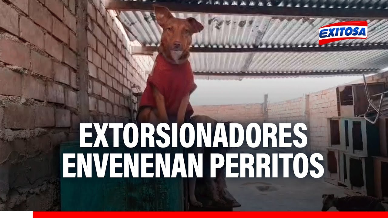 🔴🔵¡Indignante! Envenenan a perritos de albergue que se negó pagar a extorsionadores en Carabayllo