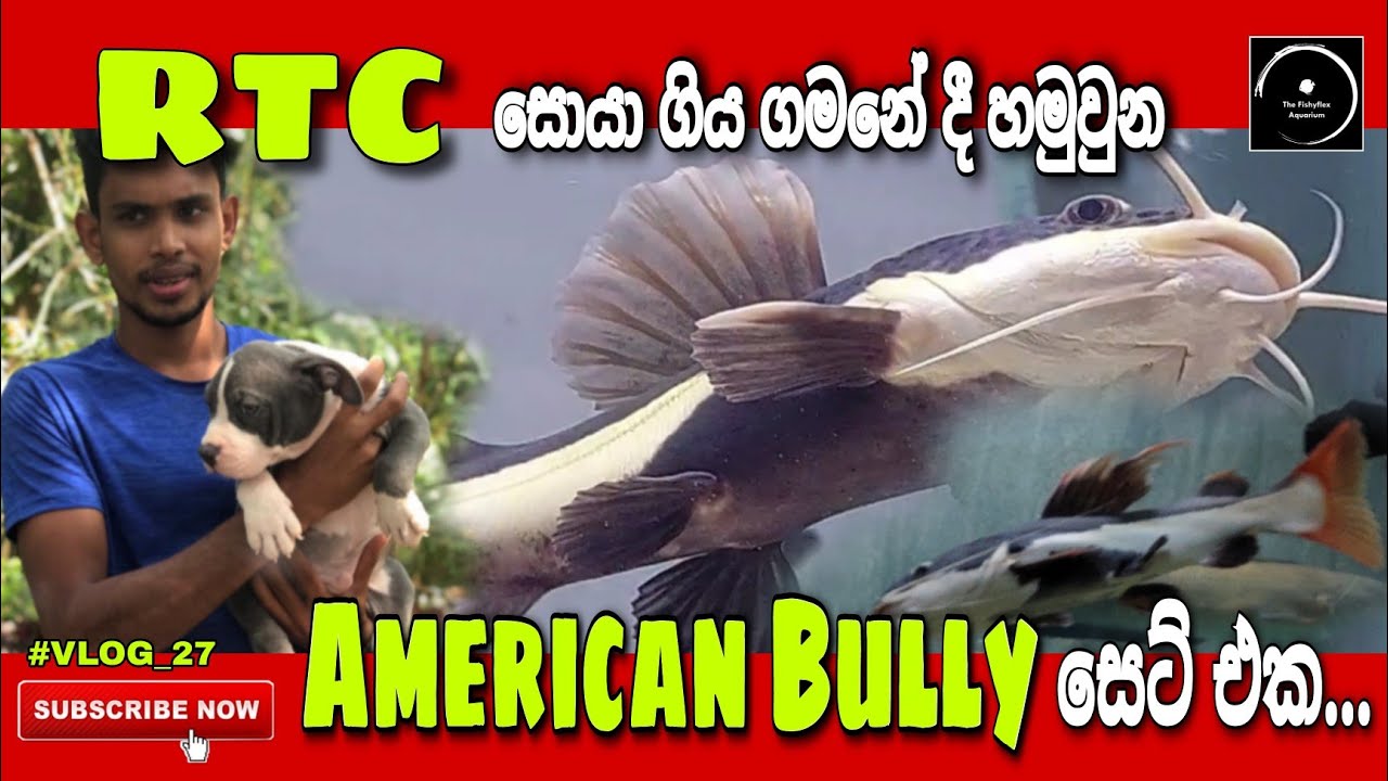 Latest addition! Redtail Catfish in the house ! - #VLOG-27 | The Fishyflex