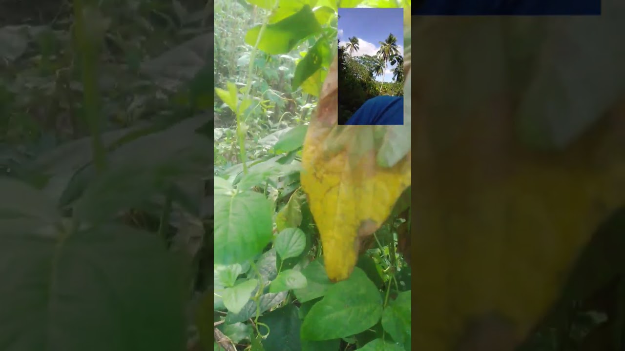 Mag harvest tayo ng SITAW o BATONG Ang saya Tara sama tayo