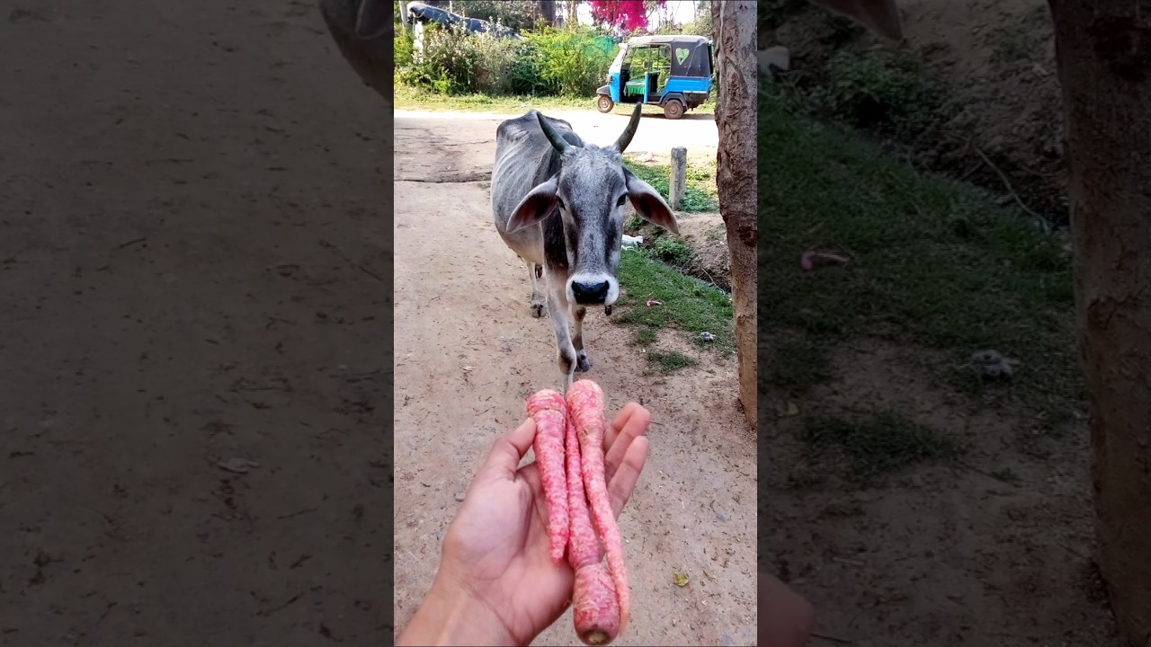 Pani lao re😂😂#comedy​​ #baffalo​​ #animals​​ #buffalocheck​​ #funny​​