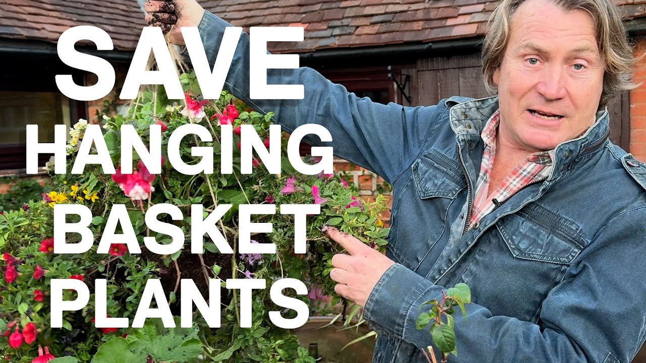 Don't Throw Away Your Hanging Baskets! How to Overwinter Them for FREE