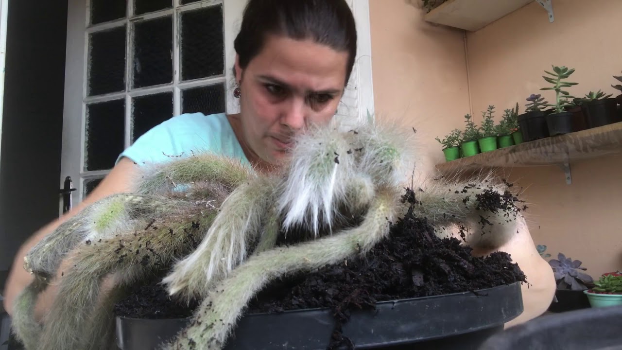 Replantando um belo vaso de rabo de macaco