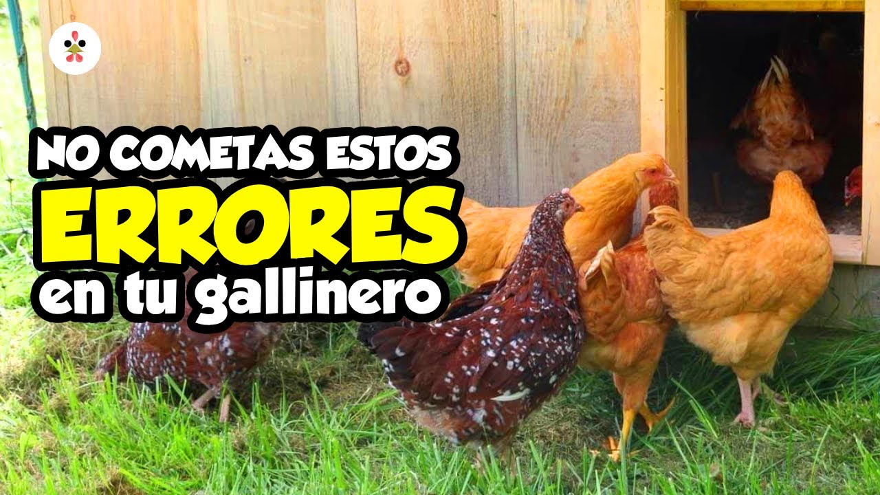14 errores comunes en los gallineros que no quieres cometer 🐔