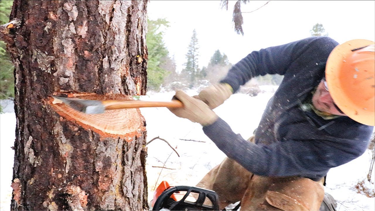 How To Cut Down A Tree & Not Die