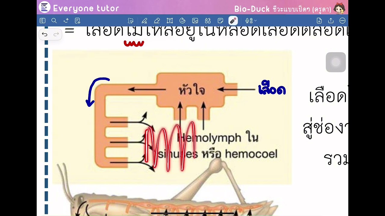 ระบบหมุนเวียนโลหิต : ตอนที่ 1 ระบบหมุนเวียนโลหิตของสัตว์