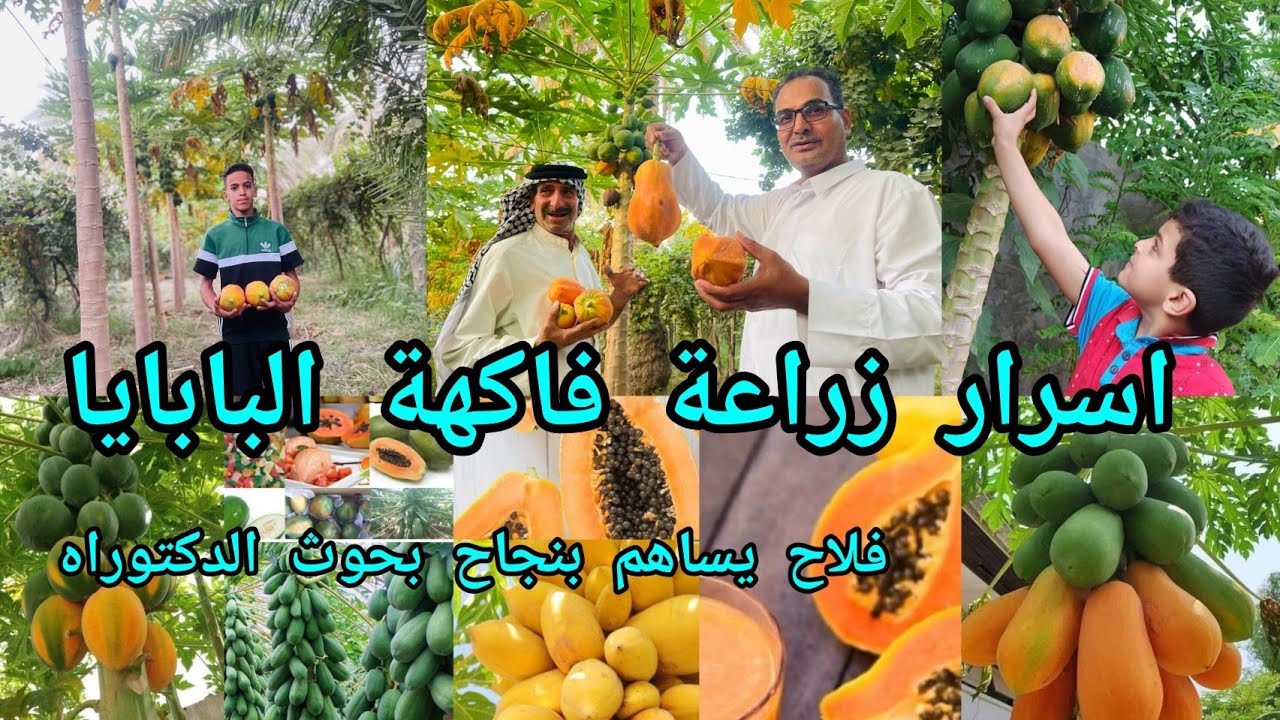 زراعة فاكهة البابايا حجي محمود العساف يدعم بحوث الماجستير والدكتوراه تعرفوا على أسرار زراعة البابايا
