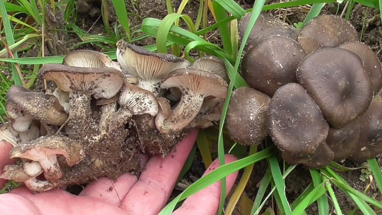 【公園できのこ狩り】大量のハタケシメジに遭遇とおまけのササクレヒトヨタケ