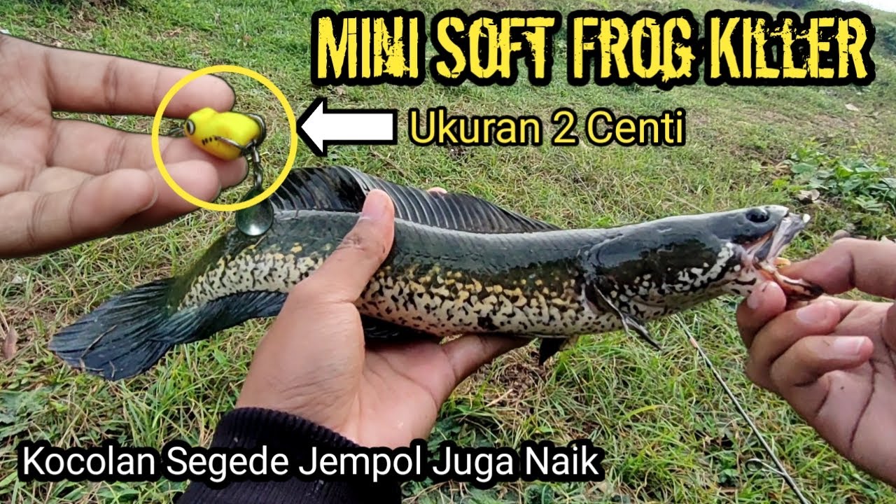Casting Gabus Pakai Soft Frog Mini 2 CM | Ultralight Casting 2-6 Lbs | Tulungagung